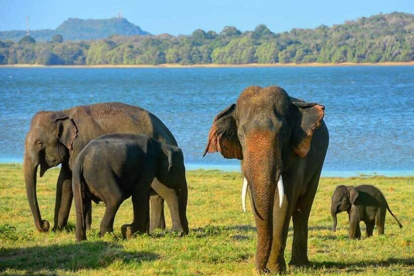 From Sigiriya: Minneriya National Park Elephant Safari - The strongest part: drivers who know where to look