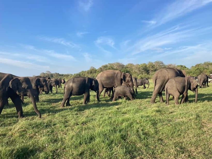 From Sigiriya: Minneriya National Park Private Jeep Safari - The four-hour plan, and why the park list can look confusing