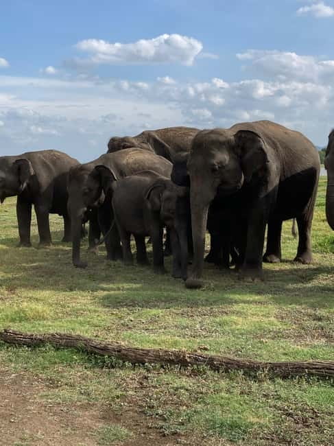 From Sigiriya: Minneriya National Park Private Jeep Safari - Hurulu Eco Park and the flexible backup plan