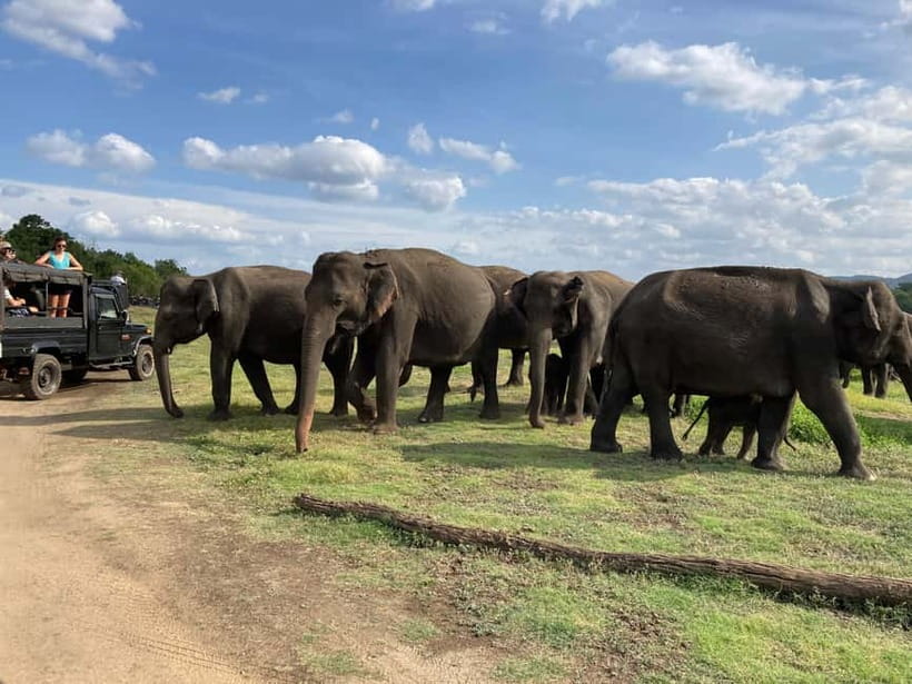 From Sigiriya: Minneriya National Park Private Jeep Safari - Beyond elephants: birds and smaller wildlife