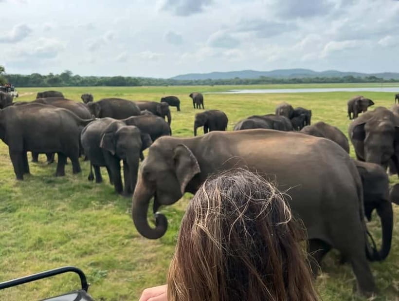 From Sigiriya: Minneriya National Park Private Jeep Safari - What the price really includes