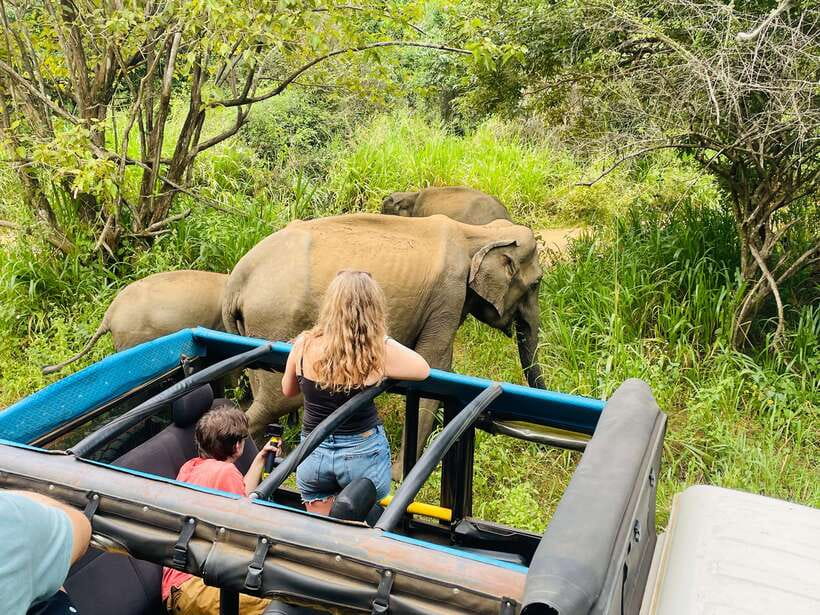 From Sigiriya: Minneriya National Park Private Jeep Safari - The private jeep makes a real difference
