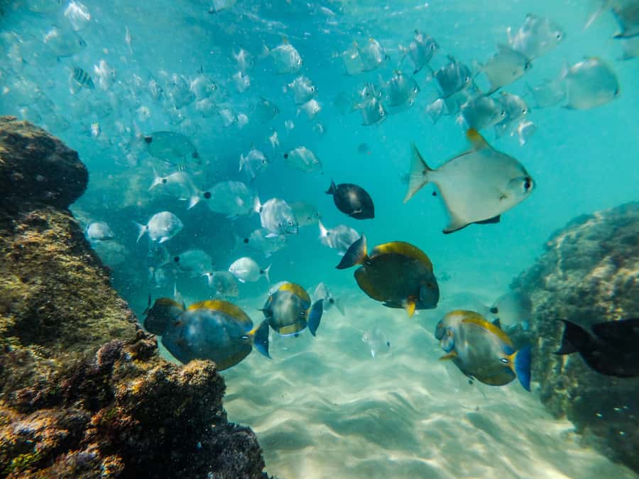 From St Lucia: Cape Vidal Full-Day Snorkeling Safari - Who gets the best value from the $92 price
