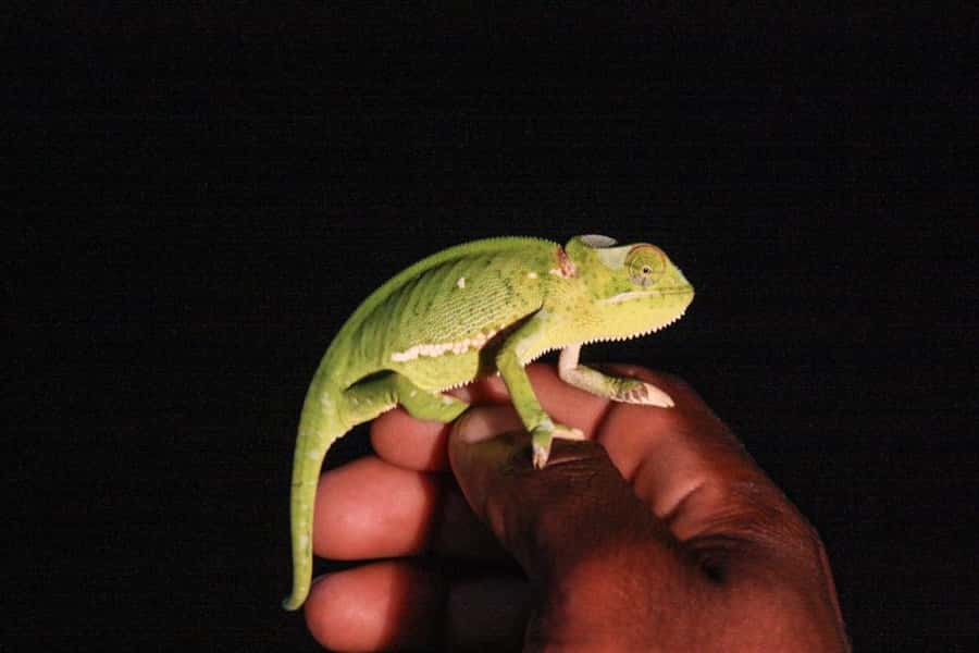From St Lucia: iSimangaliso Wetland Park Night Drive Safari - What the three-hour drive is really like
