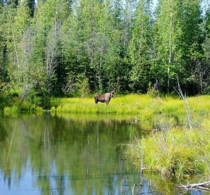 From Stockholm: Moose & Wildlife Safari with Campfire Dinner - Key points to know before booking