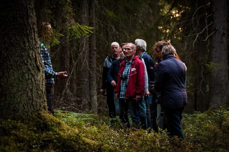 From Stockholm: Moose & Wildlife Safari with Campfire Dinner - The wildlife drive and several search areas