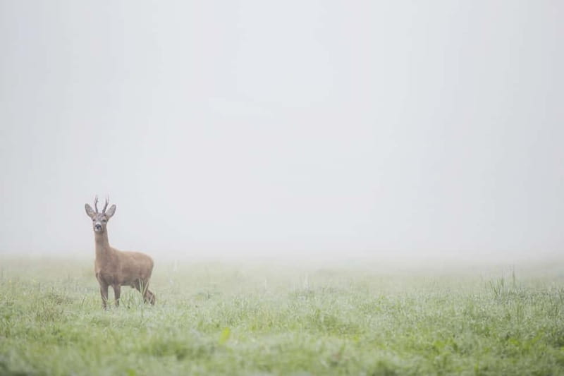 From Stockholm: Moose & Wildlife Safari with Campfire Dinner - The seasonal choice: summer or winter