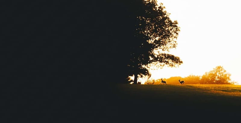 From Stockholm: Moose & Wildlife Safari with Campfire Dinner - Guides who shape the evening