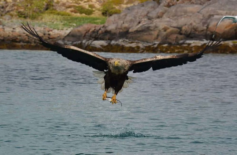 From Svolvær: Lofoten RIB Sea Eagle Safari Trollfjord Cruise - The RIB ride through Lofoten