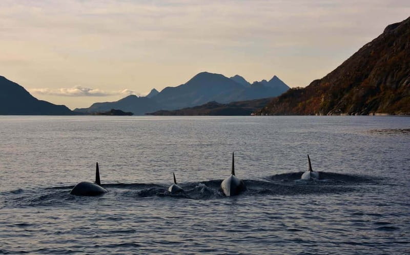 From Svolvær: Lofoten RIB Sea Eagle Safari Trollfjord Cruise - Is the $125 price fair?