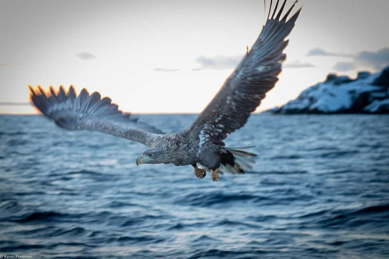 From Svolvær: RIB Boat Lofoten Trollfjord Sea Eagle Safari - Why this two-hour RIB trip works so well