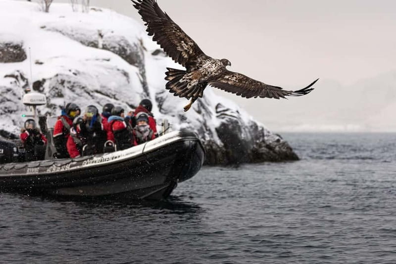 From Svolvær: RIB Boat Lofoten Trollfjord Sea Eagle Safari - What the RIB ride feels like