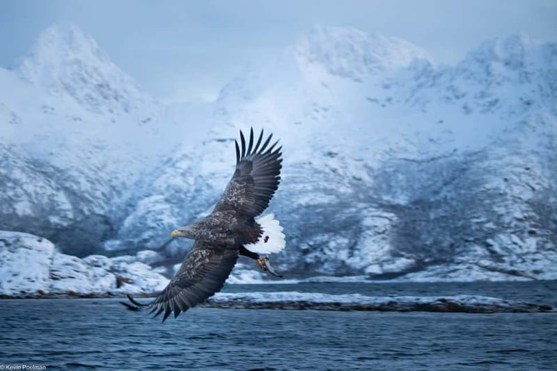 From Svolvær: RIB Boat Lofoten Trollfjord Sea Eagle Safari - Guide quality and safety