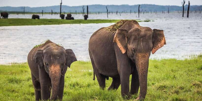 From Tangalle/Hiriketiya: Ella Transfer & Udawalawe Safari - The morning road journey and the change to a safari jeep