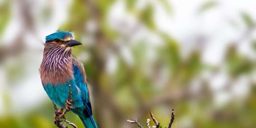 From Tangalle/Hiriketiya: Ella Transfer & Udawalawe Safari - My final call on booking