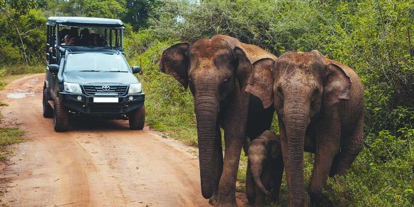 From Tangalle/Hiriketiya: Ella Transfer & Udawalawe Safari - The early pickup from Tangalle or Hiriketiya