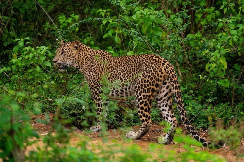 From Tangalle/ Hiriketiya: Yala Safari with Drop: Ella - Four hours inside Yala National Park