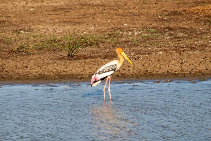 From Tangalle/ Hiriketiya: Yala Safari with Drop: Ella - What the jeep ride is really like