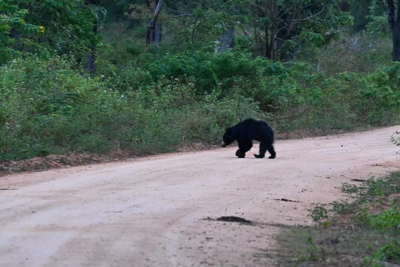From Tangalle/ Hiriketiya: Yala Safari with Drop: Ella - From Yala to Ella, or back toward the coast