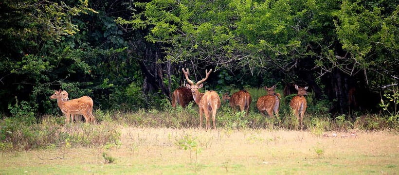 From Tangalle/ Hiriketiya: Yala Safari with Drop: Ella - Should you book the Tangalle to Yala to Ella route?