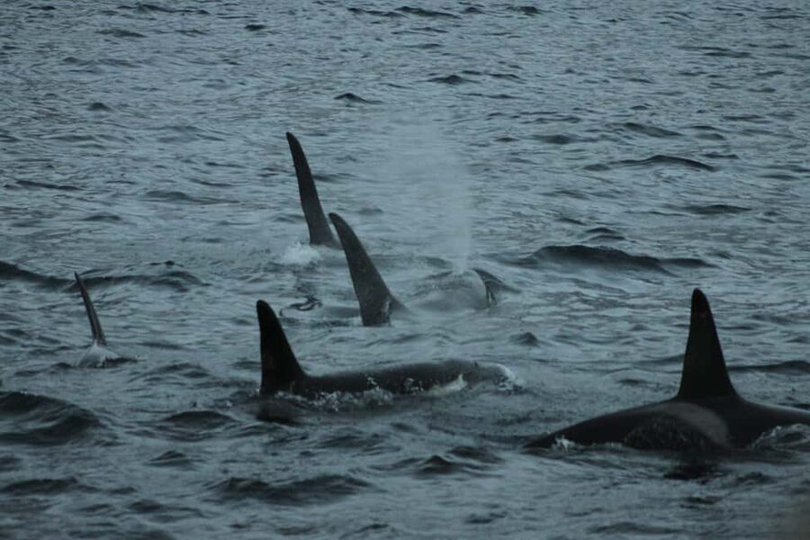 From Tromsø: All-Inclusive Whale & Orca Safari - Key points to know before booking