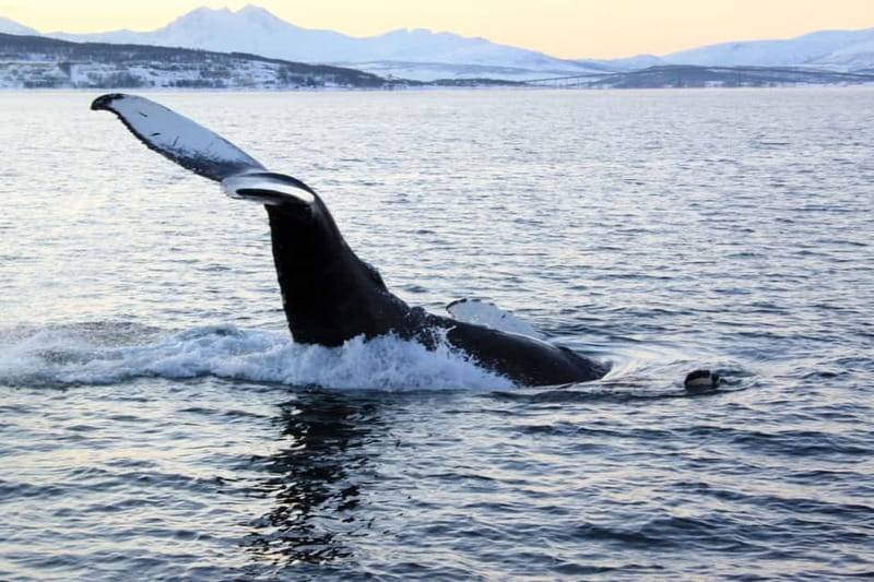 From Tromsø: All-Inclusive Whale & Orca Safari - Why the Skjervøy route is worth the long ride