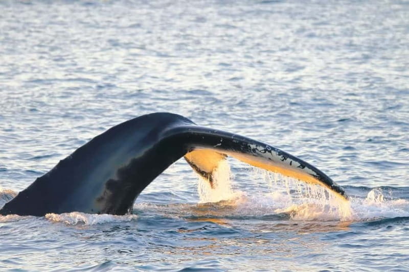 From Tromsø: All-Inclusive Whale & Orca Safari - The 2.5-hour cruise toward Skjervøy