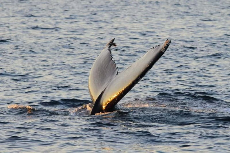 From Tromsø: All-Inclusive Whale & Orca Safari - Birds, eagles, and the bigger Arctic picture