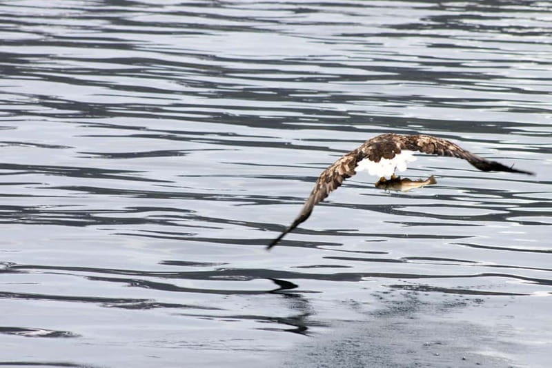 From Tromsø: All-Inclusive Whale & Orca Safari - The return to Tromsø