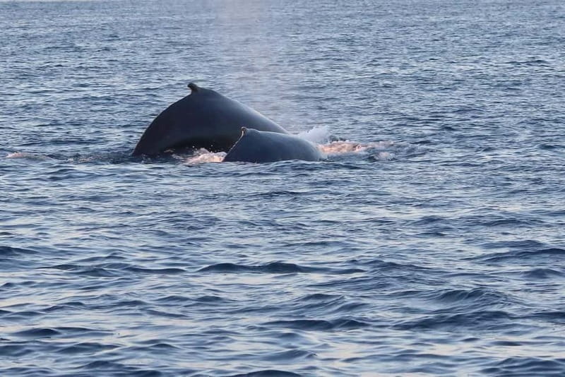 From Tromsø: All-Inclusive Whale & Orca Safari - Weather, cancellations, and smart preparation