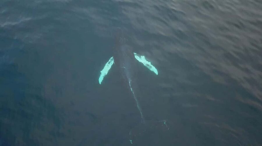 From Tromsø: All-Inclusive Whale & Orca Safari - From the Tromsø pier to the open sea