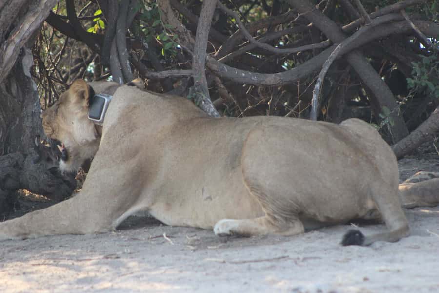 From Victoria Falls: Sunrise to Sunset Chobe Safari - The early game drive through Chobe National Park