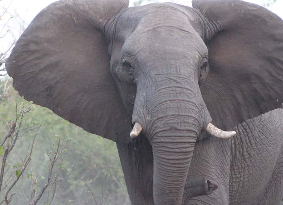 From Victoria Falls: Sunrise to Sunset Chobe Safari - What the $230 price really buys you