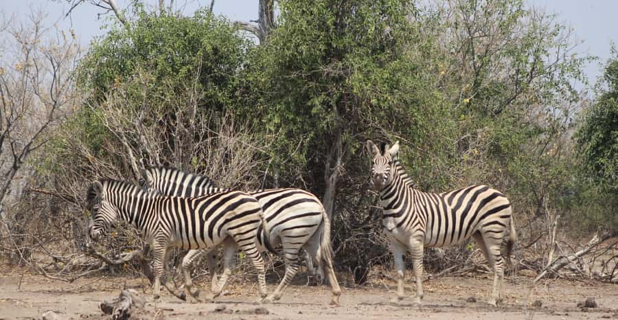 From Victoria Falls: Sunrise to Sunset Chobe Safari - Who will enjoy this long safari day
