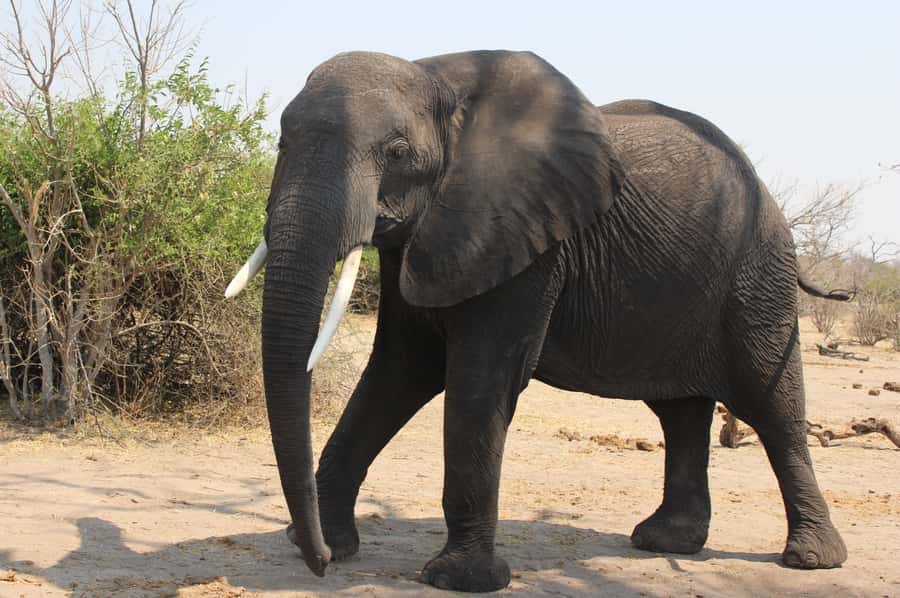 From Victoria Falls: Sunrise to Sunset Chobe Safari - The 5:00 AM pickup and border crossing