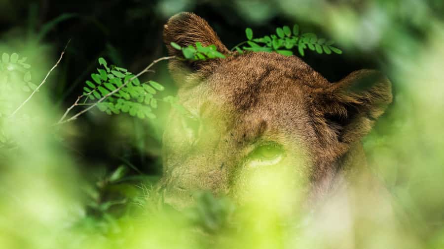 From Zanzibar: 3-Day Selous Safari Trip with Flights - Key points to know before you book