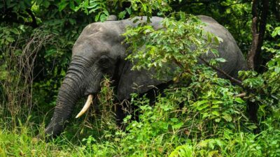 3-Day Selous Safari Trip with Flights