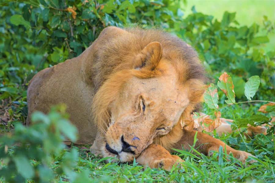 From Zanzibar: 3-Day Selous Safari Trip with Flights - Day two combines a bush walk and the Rufiji River