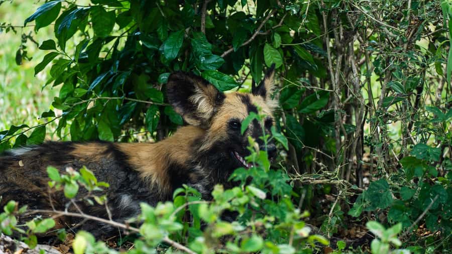 From Zanzibar: 3-Day Selous Safari Trip with Flights - Why the trip can feel shorter than the title suggests