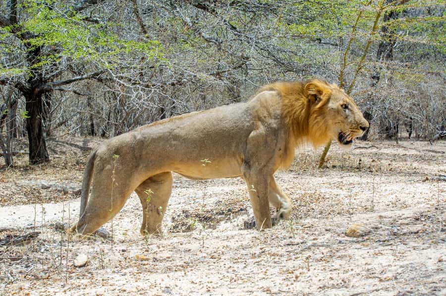 From Zanzibar: 3-Day Selous Safari Trip with Flights - What the $1,550 price includes