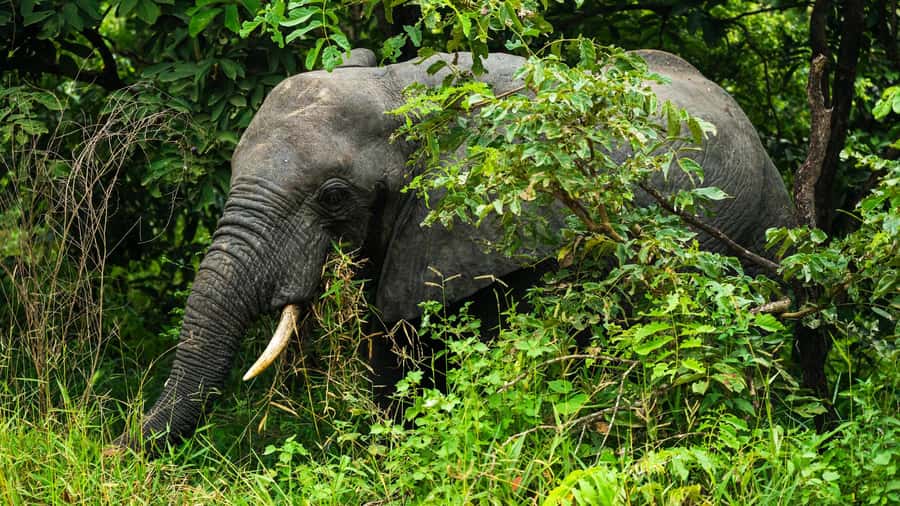 From Zanzibar: 3-Day Selous Safari Trip with Flights - The full-day jeep safari is the main event