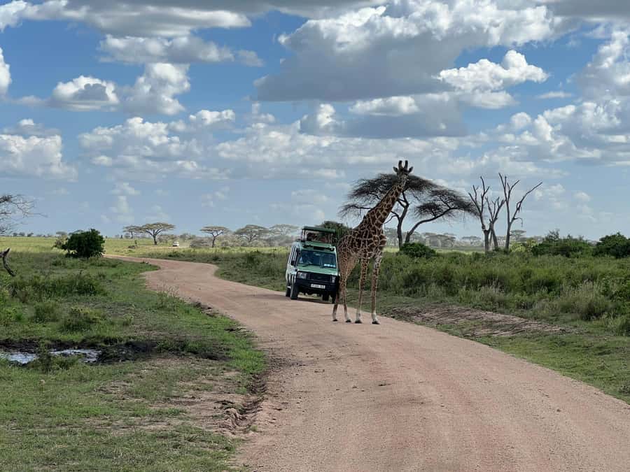 From Zanzibar: Mikumi National Park Guided Safari - Key points at a glance