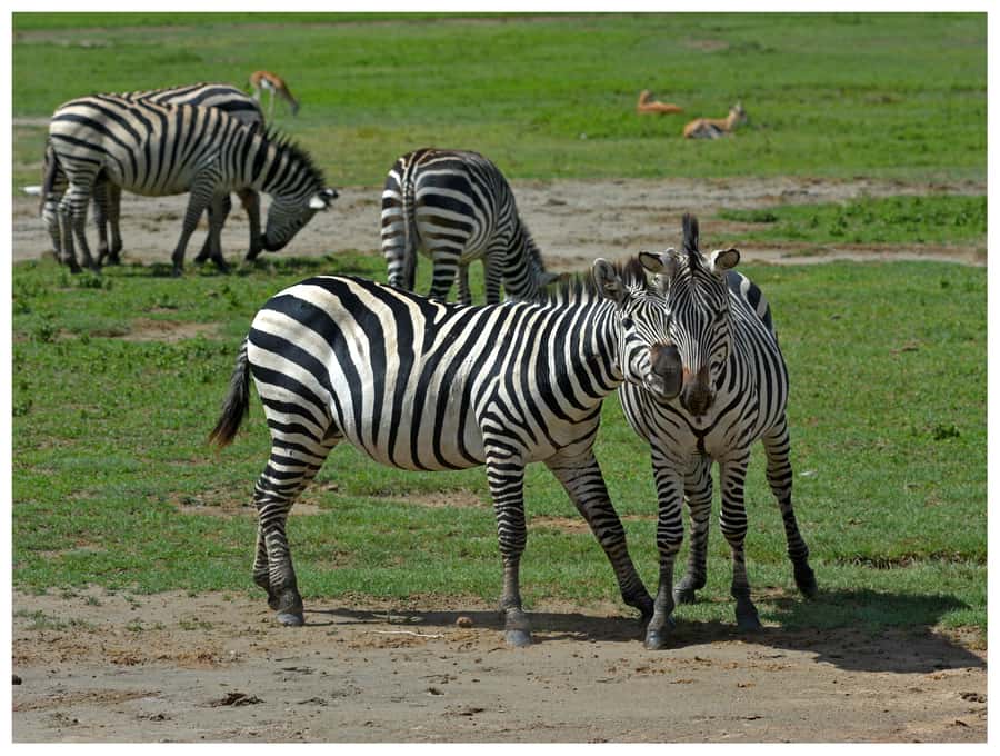 From Zanzibar: Mikumi National Park Guided Safari - The 45-minute flight to Mikumi