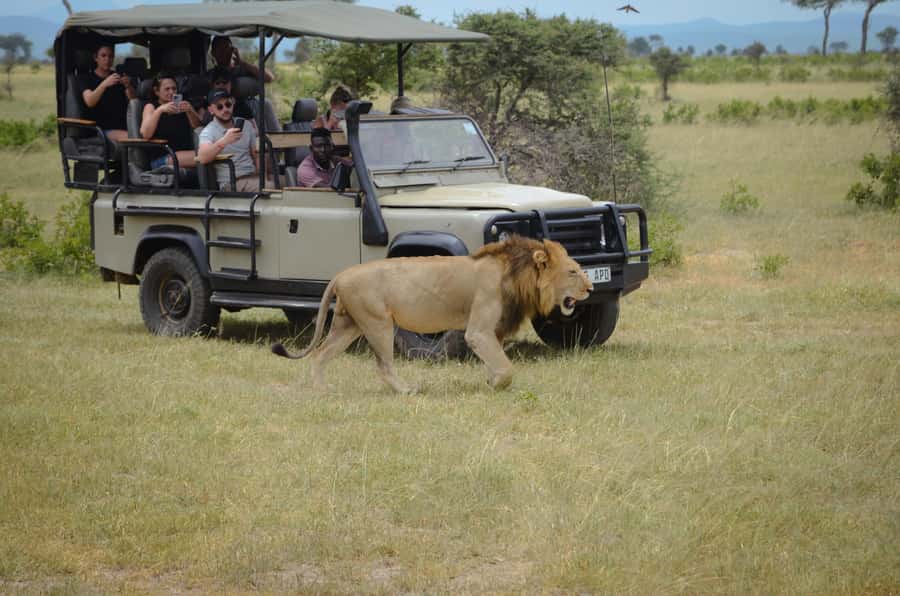 From Zanzibar: Mikumi National Park Guided Safari - What the $550 price really covers