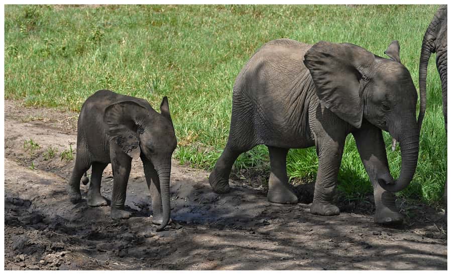 From Zanzibar: Mikumi National Park Guided Safari - The early pickup from your Zanzibar hotel