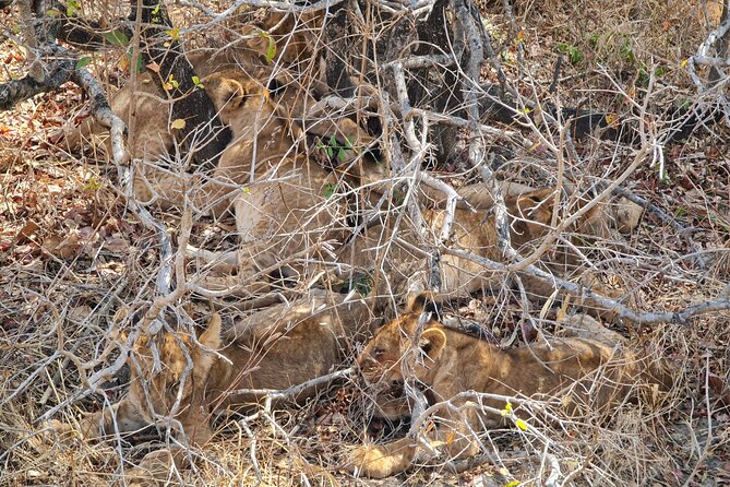 From Zanzibar: Mikumi Safari Day Trip with Flights and Meal - A short flight and a quick start at Mikumi