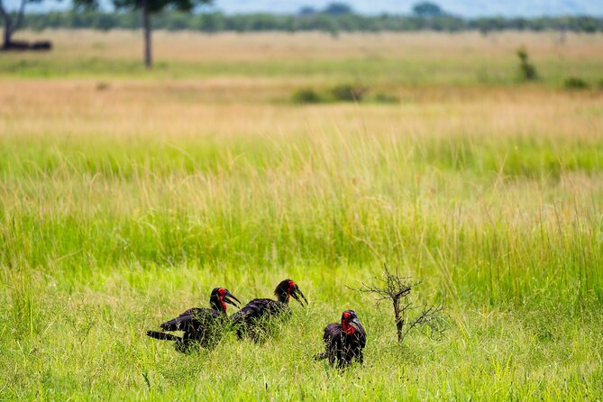 From Zanzibar: Mikumi Safari Day Trip with Flights and Meal - The game drive, from elephants to lions