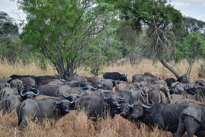 From Zanzibar: Mikumi Safari Day Trip with Flights and Meal - The afternoon drive and return flight