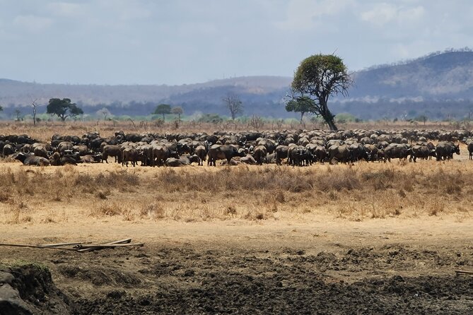From Zanzibar: Mikumi Safari Day Trip with Flights and Meal - Is $451 a fair price?
