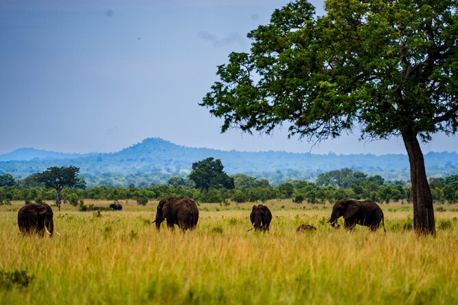 From Zanzibar: Mikumi Safari Day Trip with Flights and Meal - Who will enjoy this most?